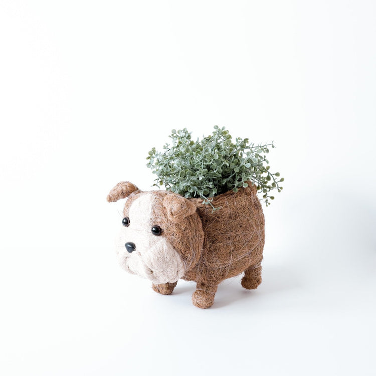 English Bulldog Planter - Coco Coir Pots