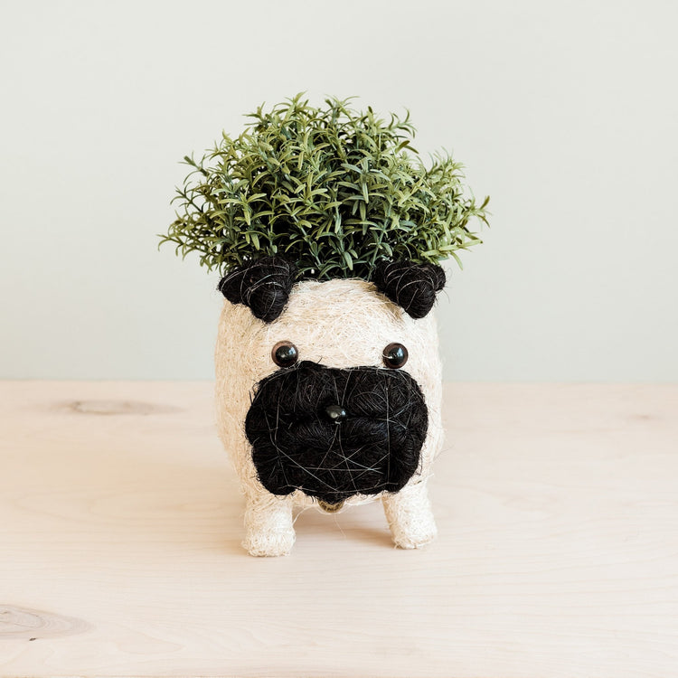 Pug Planter - Coco Coir Pots